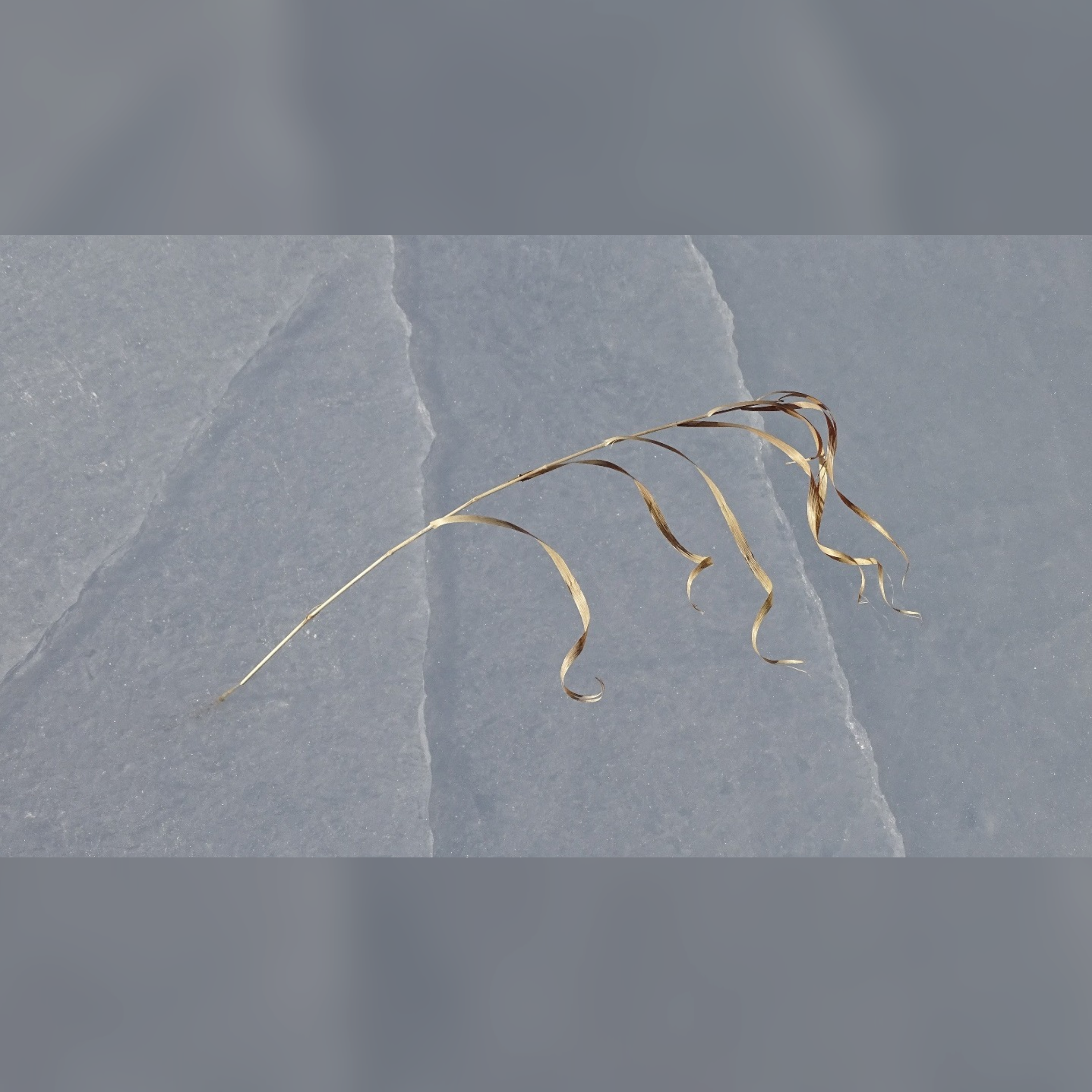 Demetrio Cecchitelli / Simon Hansson